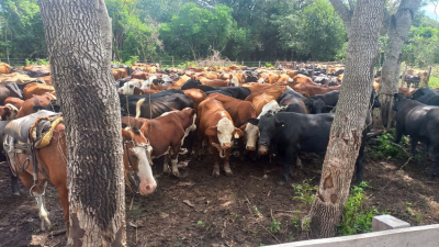 Analizan extracto vegetal para el control de parásitos en bovinos