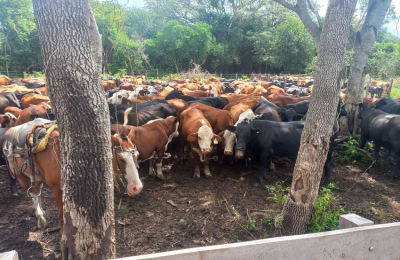 Analizan extracto vegetal para el control de parásitos en bovinos