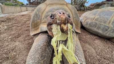 Gramma, la tortuga de las Galápagos del zoológico de San Diego falleció a los 141 años
