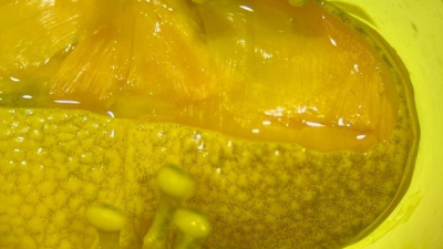 Indagan los secretos del aparato vocal de las ranas y cómo desarrollan el croar