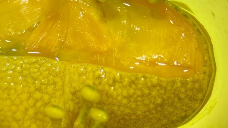 Indagan los secretos del aparato vocal de las ranas y cómo desarrollan el croar