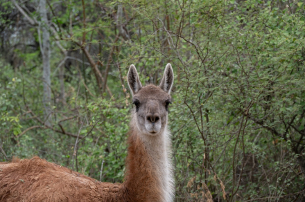 Impenetrable_Llegan guanacos a Impenetrable_Ph Miranda Volpe__RewildingArgentinaDSC6151.jpg