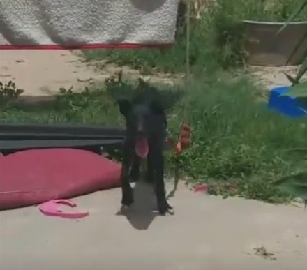 perrita.jpg