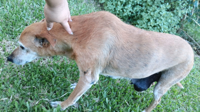 Piden ayuda para poder operar a dos perritas