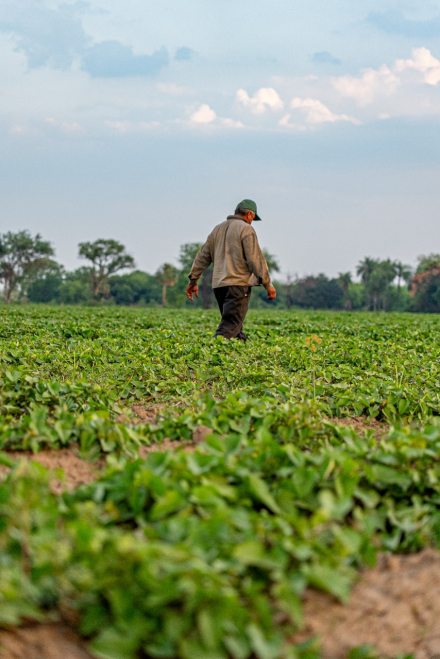 El MPyA y productores de batata (6).jpeg