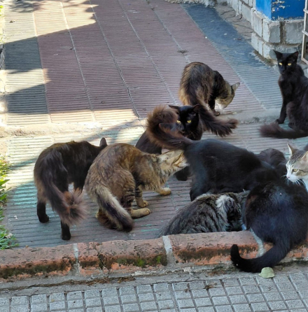 gatos3.jpg