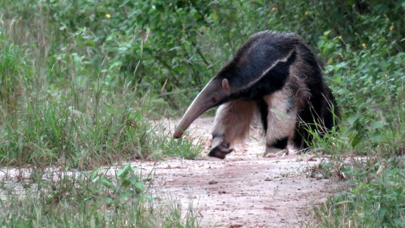 A partir de este viernes se puede participar de un safari fotográfico