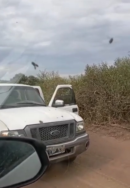 abejas1.jpg