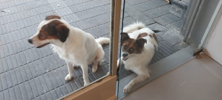hermanos adotaa.jpg