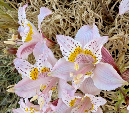Alstroemeria pallida.jpg