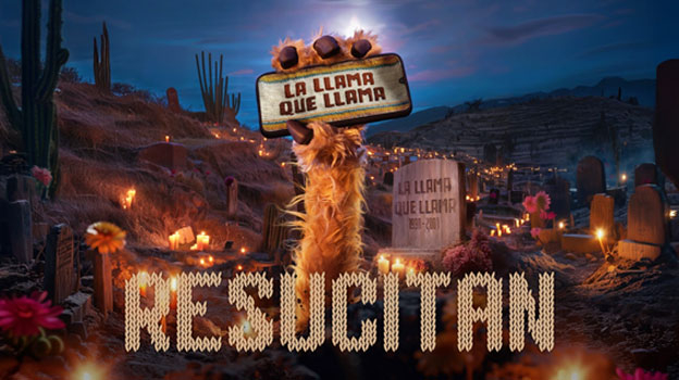 llama-personal.jpg