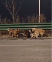 perritos escape 2