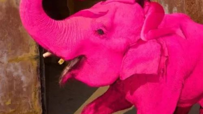 India: pintaron de rosa a una elefanta para una sesión de fotos y murió