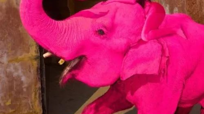 India: pintaron de rosa a una elefanta para una sesión de fotos y murió