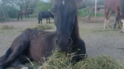Fundación que rescata caballos del maltrato pide ayuda para reponer la bomba de agua