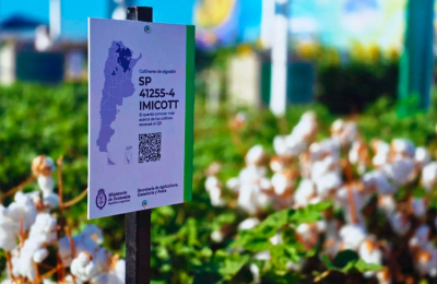Algodón: presentan logro tecnológico con variedad resistente al estrés hídrico