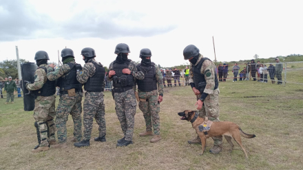 perros3