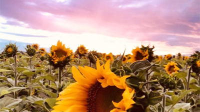 Radiografía del girasol: la siembra creció más de 200 % y proyectan llegar a 500.000 hectáreas