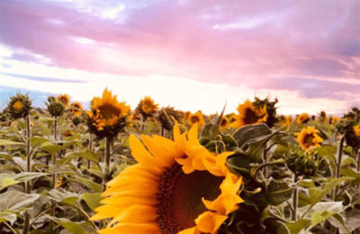 Radiografía del girasol: la siembra creció más de 200 % y proyectan llegar a 500.000 hectáreas
