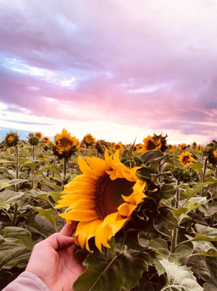 girasol