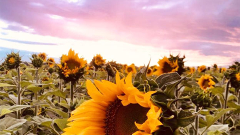 Radiografía del girasol: la siembra creció más de 200 % y proyectan llegar a 500.000 hectáreas