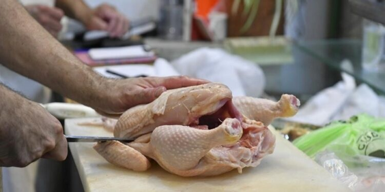 pollo