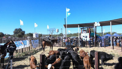 Ingeniero Juárez vivió su Feria Ganadera Paippera