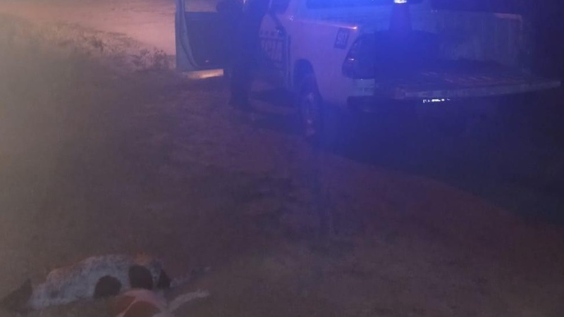 "Sí, yo los maté": detuvieron a un hombre tras confesar que ahorcó y golpeó hasta la muerte a sus dos perros
