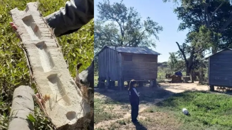 La tacuara, un material resistente en construcción aunque poco difundido
