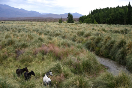 FT06-Vista del campo de Varsavski, atravesado por el río Mendoza