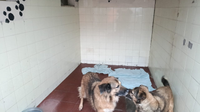 Huellas Caninas pide colaboración para continuar con su asistencia comunitaria