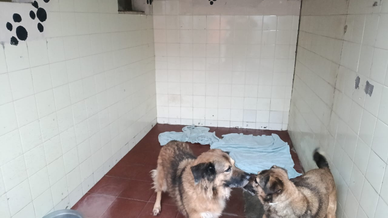 Huellas Caninas pide colaboración para continuar con su asistencia comunitaria