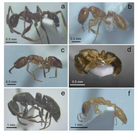 Hormigas-estudios-en-Chaco-Seco-696x674