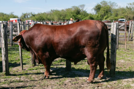 toro2