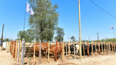 Fortín Soledad vivió una exitosa jornada de la Feria Ganadera Paippera