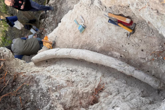 Hallazgo récord en Argentina: descubren el colmillo de mastodonte más grande de Sudamérica