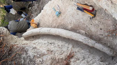Hallazgo récord en Argentina: descubren el colmillo de mastodonte más grande de Sudamérica