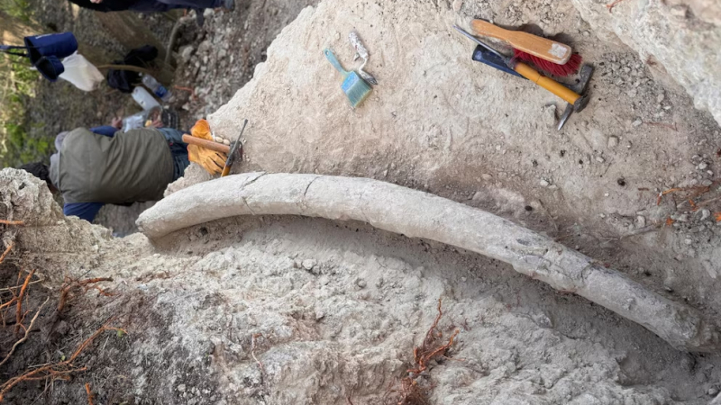 Hallazgo récord en Argentina: descubren el colmillo de mastodonte más grande de Sudamérica