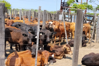 Conformidad de productores con la Feria Ganadera Paippera