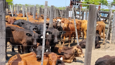 Conformidad de productores con la Feria Ganadera Paippera