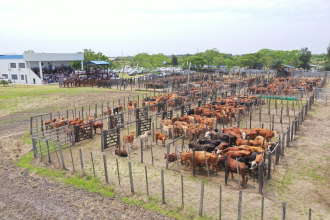 Destacan el impacto del remate ganadero en la economía regional