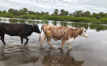 Cómo se vive la creciente del Paraná en localidades costeras del Chaco