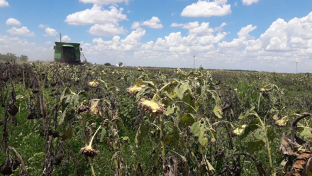 58GIRASOL-COSECHA.jpg