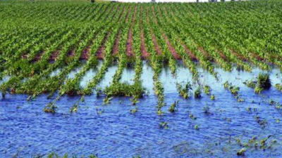 Las pérdidas del campo ya ascenderían a 5,2 millones de toneladas y 1.050 millones de dólares