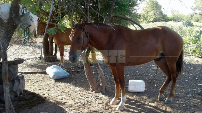 Carreras cuadreras con persecución, disparos y tres detenidos