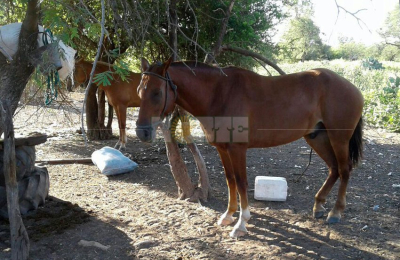 Carreras cuadreras con persecución, disparos y tres detenidos
