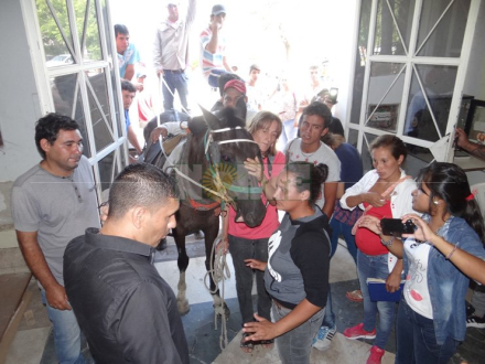 caballo-bayo.jpg