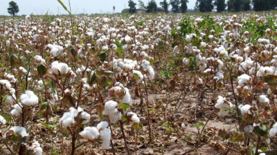 Primicia nacional de algodón en San Bernardo