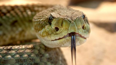 El serpentario “Refugio Salvaje” inicia un espacio educativo