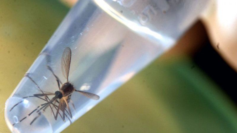 Dengue: confirman que son siete los casos del serotipo DEN 4 en Misiones